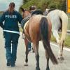 Den Ausflug von zwei Pferden auf die B17 beendete die Polizei am Mittwoch mit einem beherzten Abführen. 