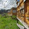 Europäische Bienen können bei Weitem nicht so viel Honig produzieren, dass es für den Bedarf reicht. Importe sind also notwendig – aber nicht immer entsprechen die den Standards.