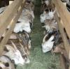 In diesem Stall in Auhausen (Landkreis Donau-Ries) starben 16 Ziegen, nachdem sich ein Hund in diesen verirrt hatte.