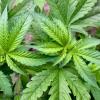 n Blaichach im Allgäu züchtete ein 61-Jähriger Marihuana in seinem Gewächshaus, berichtet die Polizei. 