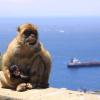 Der Legende nach wird Gibraltar so lange britisch sein wie die berühmten Berberaffen auf dem Felsen leben.