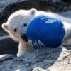 Hertha tobt mit dem Ball durch das Freigehege.