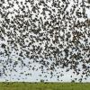 Im Herbst ziehen die Stare in gewaltigen Schwärmen über den Himmel. Ihre Rückkehr aus den Winterquartieren ist allerdings oft weniger gut zu beobachten, denn die Tiere kommen zu unterschiedlichen Zeitpunkten zurück. 