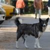 Der Verein Streunerhunde holt notleidende Hunde aus Rumänien ins Ries.  	
