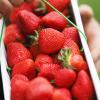 Ein Obstbauer hält in einem Zelt einen Korb Erdbeeren in der Hand.