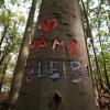 Die Umweltaktivisten fordern, dass der Hambacher Forst bleibt. Der Energiekonzern RWE hält aber an einer Rodung fest.