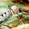 Das Dengue-Virus: Es wird durch Stechmücken in tropischen und subtropischen Gebieten auf den Menschen übertragen. Bis zu 15 Prozent der Betroffenen überleben die Erkrankung nicht. 