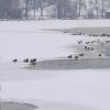 Während der Frostperiode Mitte Januar bildeten sich große Eisflächen auf dem Ammersee. In Ufernähe haben sie sich gehalten. Bei Herrsching wurde jetzt die festgefrorene Leiche eines 64-Jährigen gefunden. 
