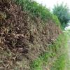 An einem Feldweg wird eine Thuja-Hecke so radikal gekürzt, dass Vögel ihre Brutplätze verlieren und ein Absterben des 50 Jahre alten Gewächses droht.