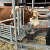 Mobile Schlachtung im Unterallgäu:
Martin Mayr streichelt die Kuh zur Beruhigung, bevor er sie mit einem Bolzenschussgerät betäubt.