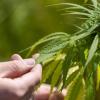 Die Cannabis-Legalisierung in Deutschland gilt. Doch bei welchen Beschwerden hilft die Pflanze eigentlich?
