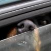 Hunde dürfen im Sommer nicht in geparkten Autos gelassen werden – auch ein leicht geöffnetes Fenster hilft den Tieren in der Hitze nicht. 