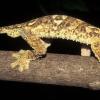 Ein Blattschwanzgecko aus Madagaskar sitzt auf einem Ast.