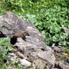 Ein Murmeltier bekommt man nicht alle Tage vor die Linse. Rita Gumpinger ist es gelungen. Auf dem Weg zur Baumgartalm im August 2010 sahen sie viele Murmeltiere umherflitzen.





