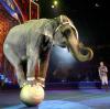 Ein Elefant bei einem Zirkus-Festival in Moskau. Aber: Sind Elefanten in der Manege Quälerei oder Kulturgut?