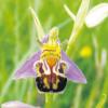 So sieht eine Bienenragwurz aus – solche und andere Orchideen wurden gestohlen. 