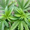 Bei einer Wohnungsdurchsuchung hat die Polizei zwei mannshohe Cannabis-Pflanzen gefunden (Symbolbild).