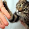 Ein junger getigerter Kater bekommt einen Mikrochip, der kleiner ist als eine Fingerkuppe, unter die Haut platziert. Die Daten sollten allerdings immer auch bei einem Haustierregister gemeldet werden.