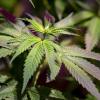 Solche Cannabispflanzen könnten bald auf mehreren Balkonen in Deutschland stehen: Noch im Jahr 2023 soll eine erste Legalisierung von Cannabis umgesetzt werden.