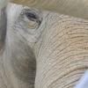 Targa gilt als ältester Zooelefant der Welt. Nun muss sie mit dem Tod ihrer längjährigen Gefährtin Burma zurechtkommen.
