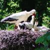 Im Nest auf der Zoomauer wurden schon einige Störche ausgebrütet. Der Juni 2022 brachte aber besonders viel Nachwuchs.