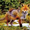 Meist verendet ein an Fuchsräude erkranktes Tier innerhalb von drei Monaten. Die Krankheit ist hoch ansteckend und kann sich auch auf Hunde übertragen. 