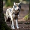 Nach dem Riss von Schafen in Honsolgen bei Buchloe wird im Allgäu über den Wolf diskutiert.