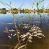 Tote Fische schwimmen in der Oder bei Brieskow-Finkenheerd.