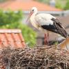 Ein Jungstorch wurde in Kissing ausgebrütet. Das ist seit vielen Jahrzehnten eine Premiere für Kissing.