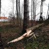 Nach dem verheerenden Sturm im Juni 2013 hat sich der Kobelwald gut erholt.