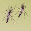 Gelbfieber-Mücken Aedes Aegypti: Dutzende Menschen starben in Brasilien an der Krankheit.