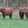 Fünf solche Rinder haben sich im Wald zwischen Donauwörth und Kaisheim versteckt.