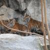 Seri ist und ihre Tiger-Geschwister leben im Berliner Tierpark.