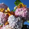 Braune Hortensienblüten: Sie zieren im Herbst den Garten