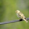 Der Steinsperling: Wir das Sperlings-Männchen von seinem Weibchen betrogen, dann singt der Vogel lauter.