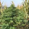 Mitten zwischen den Maispflanzen wuchs Cannabis  in einem Feld in die Höhe. 