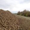 Ein Unbekannter hat im Höchstädter Stadtteil Sonderheim zehn Tonnen Zuckerrüben gestohlen. 