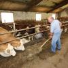 In Marbach gibt es etwa zehn Mal so viele Kühe wie Einwohner. Das ist der Stall von Peter Gerstlauer. Er ist der älteste Marbacher.