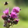 Neue Wildblumenwiesen sollen entstehen.