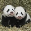 Das Panda-Weibchen Fu Feng (l) und ihr Bruder Fu Ban posieren im Wiener Tiergarten Schönbrunn. Die kleinen Pandas kamen Anfang August 2016 zur Welt und entwickeln sich prächtig.