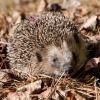 Unbekannte haben in Ehingen offenbar einen Igel mit Böllern getötet.