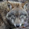 Ein Wolf sorgte im Tiroler Oberland für Diskussionen. Jetzt haben sich Politiker und Experten auf ein neues Vorgehen geeinigt.