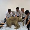 Das Baby-Mammut wird ab Mitte April in einer Ausstellung in Hong Kong zu sehen sein. Anschließend soll es auf eine Asien-Tournee gehen und unter anderem in Indonesien, Singapur und Thailand gezeigt werden.