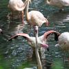 Mehrere Flamingos stehen in einem Teich im Flamingo-Gehege im Zoo Berlin.