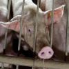 Unter grausamen Umständen wurden Schweine und andere Nutztiere im Landkreis Donau-Ries von einer Frau gehalten. 