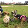 Daniela Müller-Martin zusammen mit Amal, Florika, Ronya, Fortuna und Hope beim täglichen Spaziergang. Obwohl sich die Hunde nur mit einem Rollstuhl fortbewegen können, verbringen sie auf dem Gnadenhof ein glückliches Leben. 