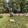 Ida und Manfred Geier haben über mehrere Jahrzehnte ihre Schafe gehegt und gepflegt. Jetzt sind die beiden innerhalb weniger Tage verstorben.