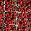 Und noch ein Schälchen - 3,7 Kilogramm Erdbeeren verzehrt der Deutsche durchschnittlich pro Kopf im Jahr. 