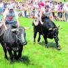 Wenn Ochsen (links "Charly", rechts "Kleiner Donner") um die Wette rennen: Etwa 500 Besucher verfolgten gestern Nachmittag das Spektakel in Dattenhausen. Dort feierte die Vereinsgemeinschaft Zehntstadel das zehnjährige Bestehen. Fotos: Veh