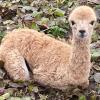 Wo ist das Alpaka-Baby Christinchen? Offenbar hat jemand das inzwischen zehn Tage alte Fohlen aus dem Streichelzoo des Landhotels Burg im Spreewald gestohlen.